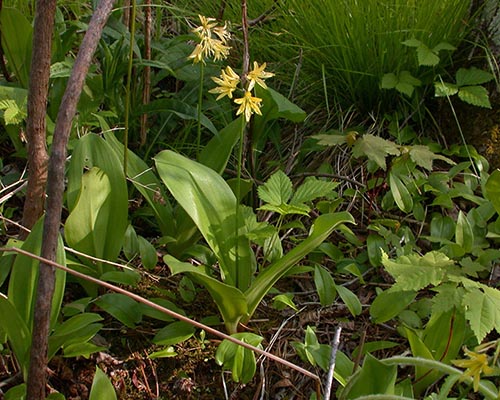 Bluebead lily